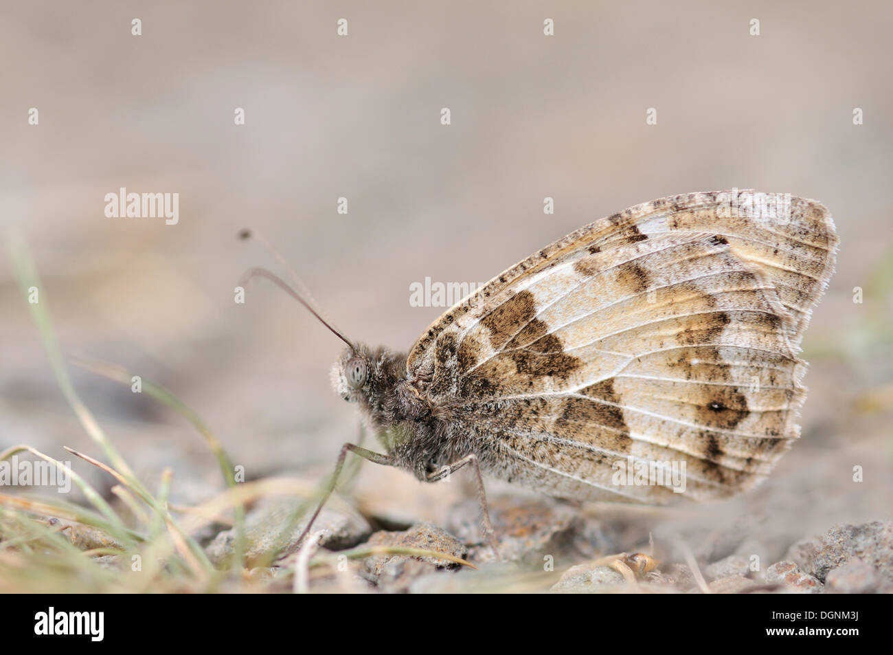 (Chazara briseis papillon ermite), Rana, République Tchèque, Europe Banque D'Images