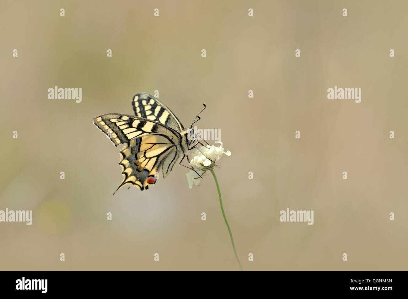 Ancien monde Swallowtail Butterfly (Papilio machaon), Rana Mountain, République Tchèque, Europe Banque D'Images