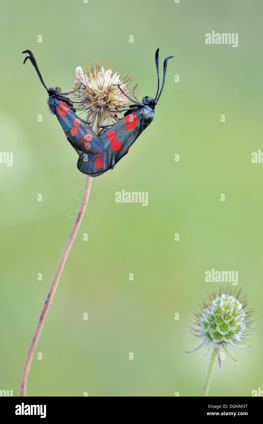 Six-spot Apex City (Zygaena filipendulae), Rana Mountain, République Tchèque, Europe Banque D'Images