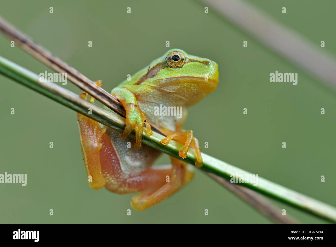 European Tree Frog (Hyla arborea), près de Leipzig, Saxe Banque D'Images