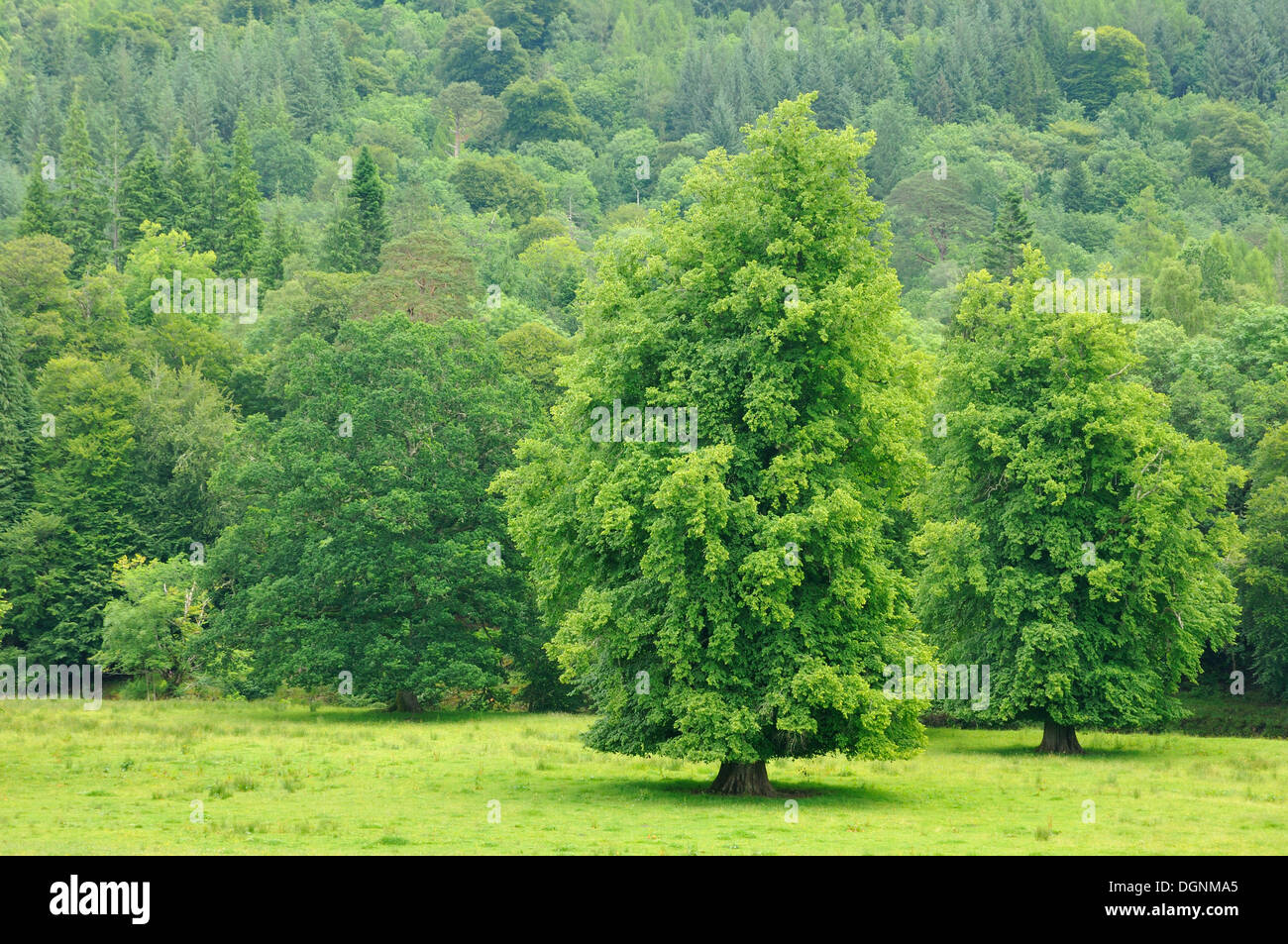 Frais vert prairie et forêt, Ecosse, Royaume-Uni Banque D'Images