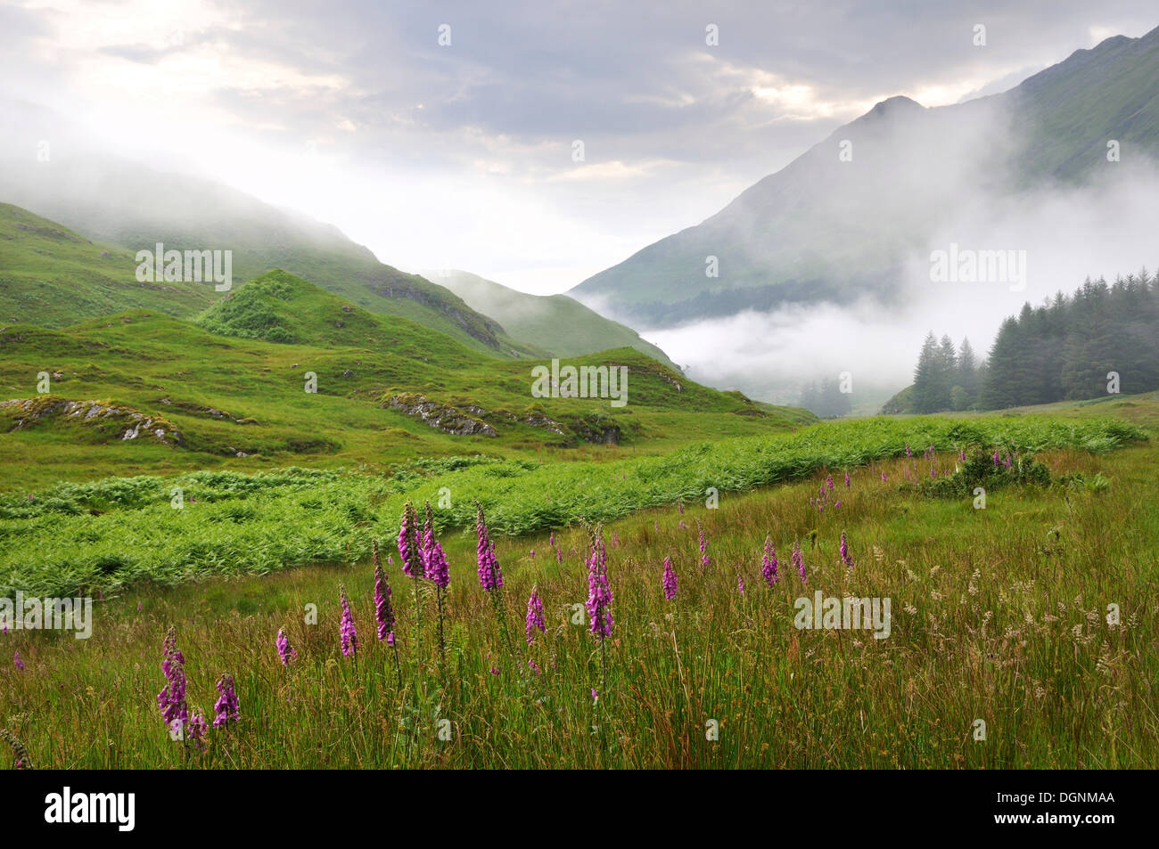 Après la pluie de brouillard dans les Highlands et la floraison de la digitale (Digitalis), Ecosse, Royaume-Uni Banque D'Images