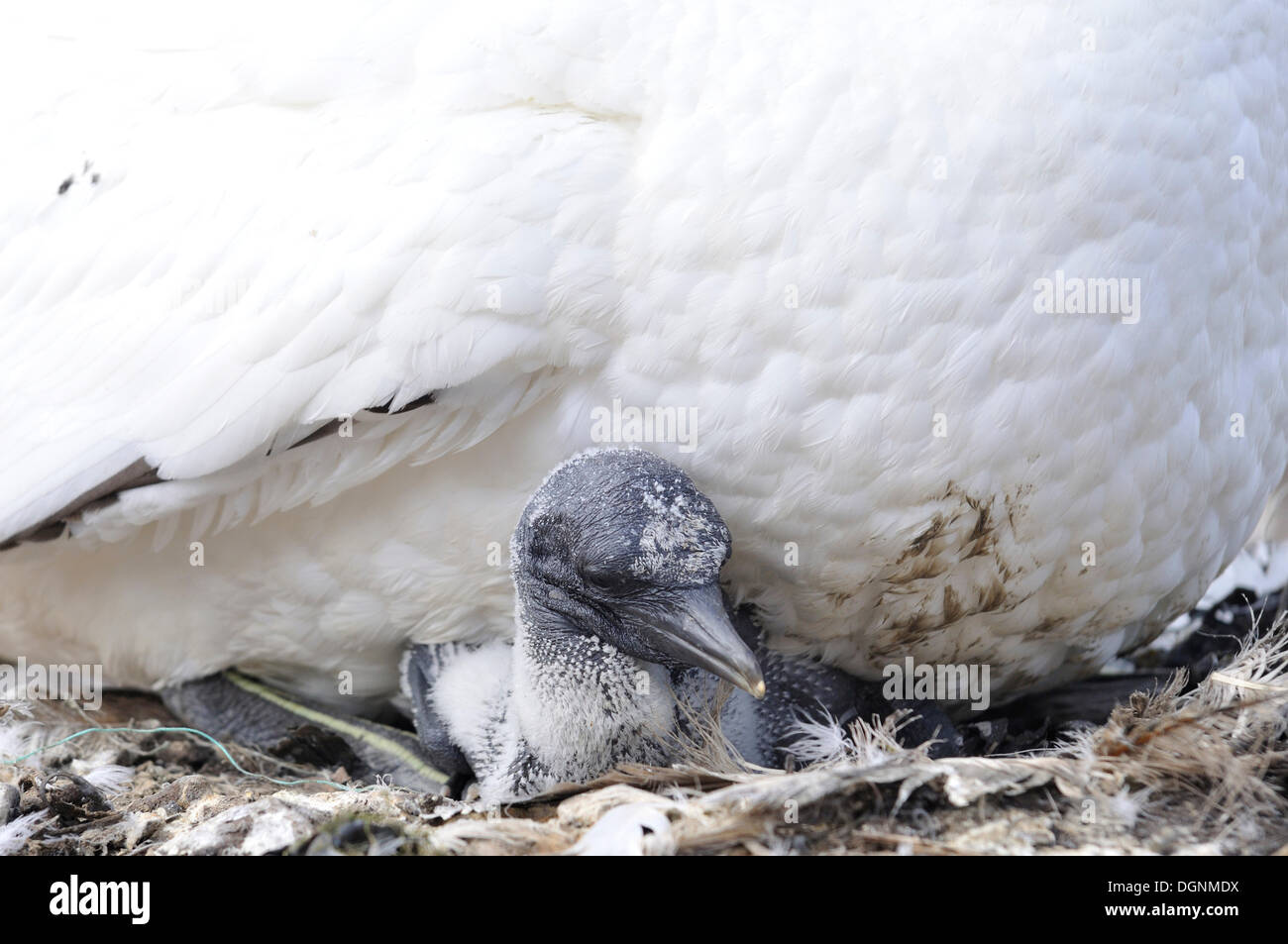 Jeune Fou de Bassan (Morus bassanus) d'être réchauffé par sa mère, Bass Rock, Dunbar, Ecosse, Royaume-Uni Banque D'Images