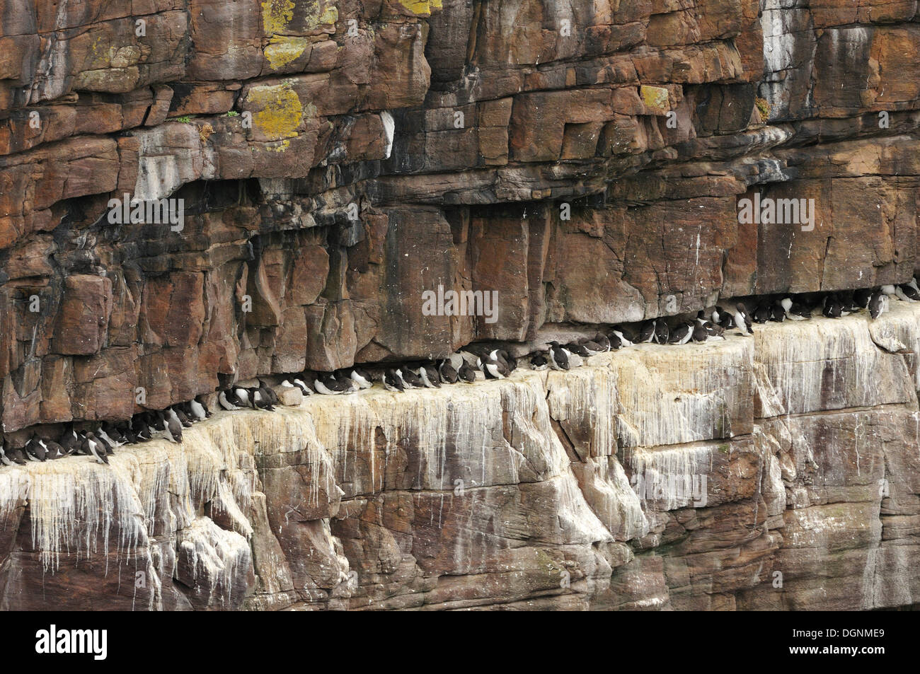 Falaises d'oiseaux, falaise abrupte couverte d'oiseaux nicheurs, guillemots (Uria sp.) et de Petits Pingouins (Alca torda), l'île de Handa, Ecosse Banque D'Images