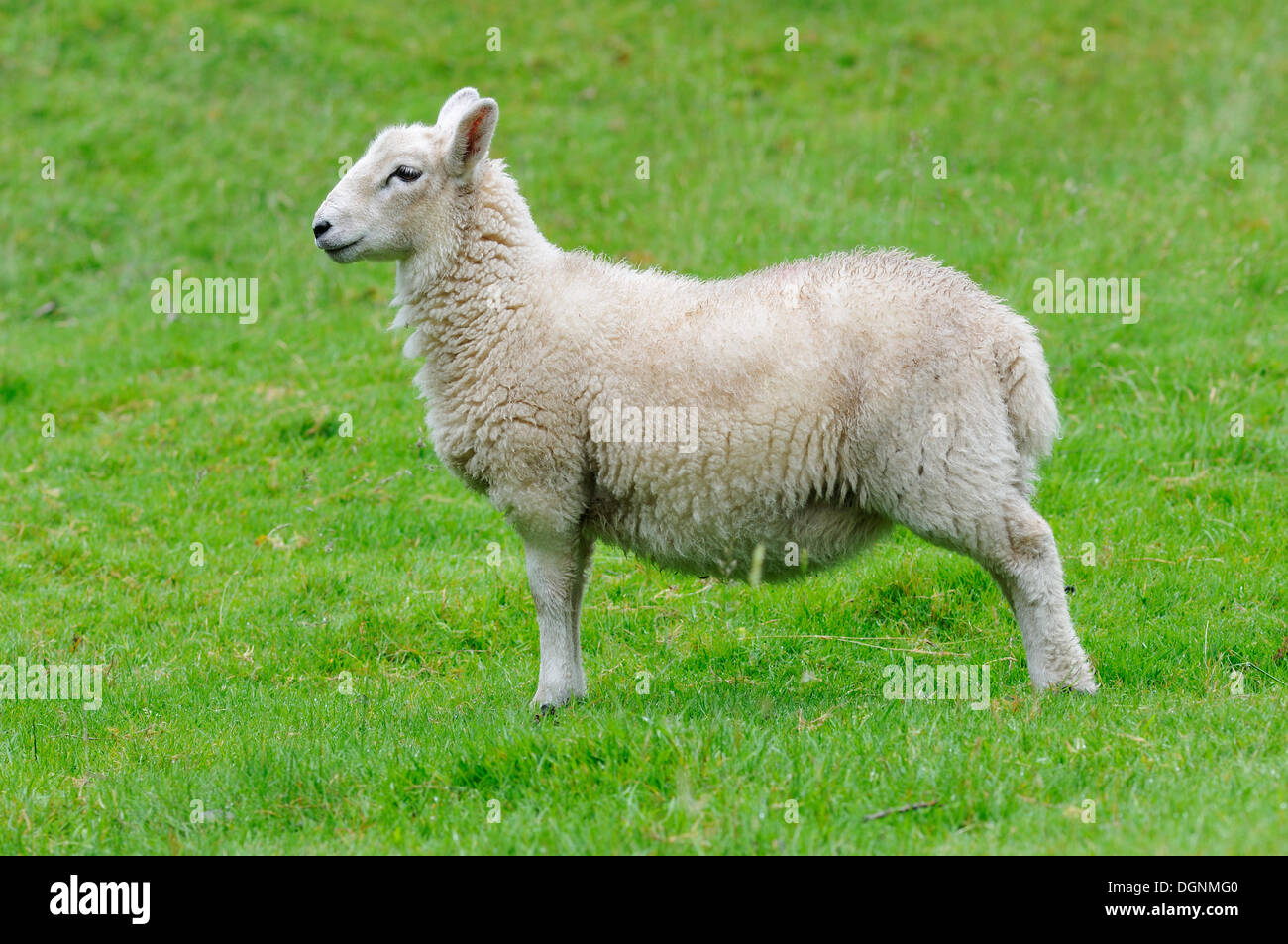 Mouton debout sur un pré vert, Betws-Y-coed, au Pays de Galles, Royaume-Uni Banque D'Images