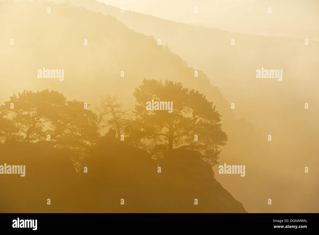 Arbres avec rétro-éclairage sur les rochers de Schrammsteine ​​In la brume du matin, Suisse Saxonne, Bad Schandau Banque D'Images