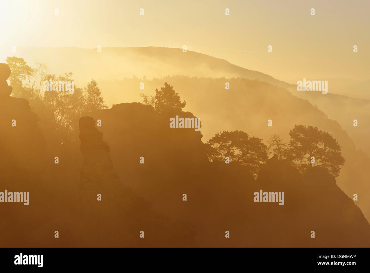 Arbres avec rétro-éclairage sur les rochers de Schrammsteine ​​In la brume du matin, Suisse Saxonne, Bad Schandau Banque D'Images