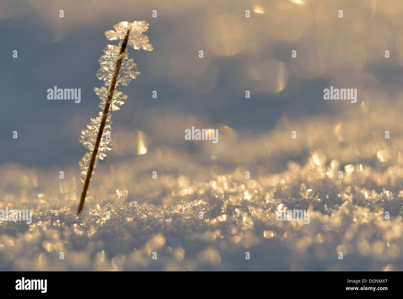 La glace et la neige avec rétro-éclairage, le gel et les cristaux de glace sur une branche, Uhyst, Saxe, Allemagne Banque D'Images
