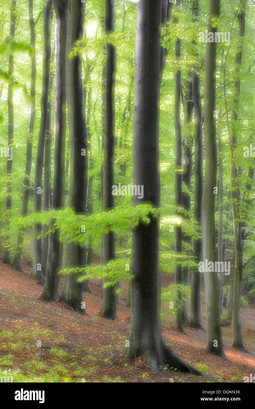 Forêt de hêtres, de hêtres (Fagus sylvatica), double exposition, Binz, Mecklembourg-Poméranie-Occidentale, Allemagne Banque D'Images