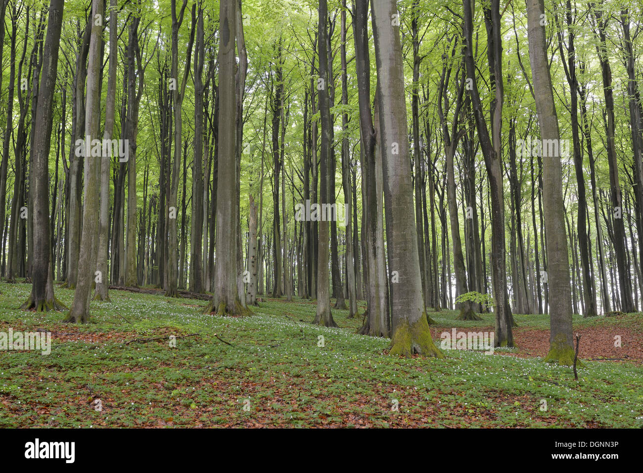Forêt de hêtres (Fagus sylvatica) et l'Anémone des bois (Anemone nemorosa), Binz, Mecklembourg-Poméranie-Occidentale, Allemagne Banque D'Images