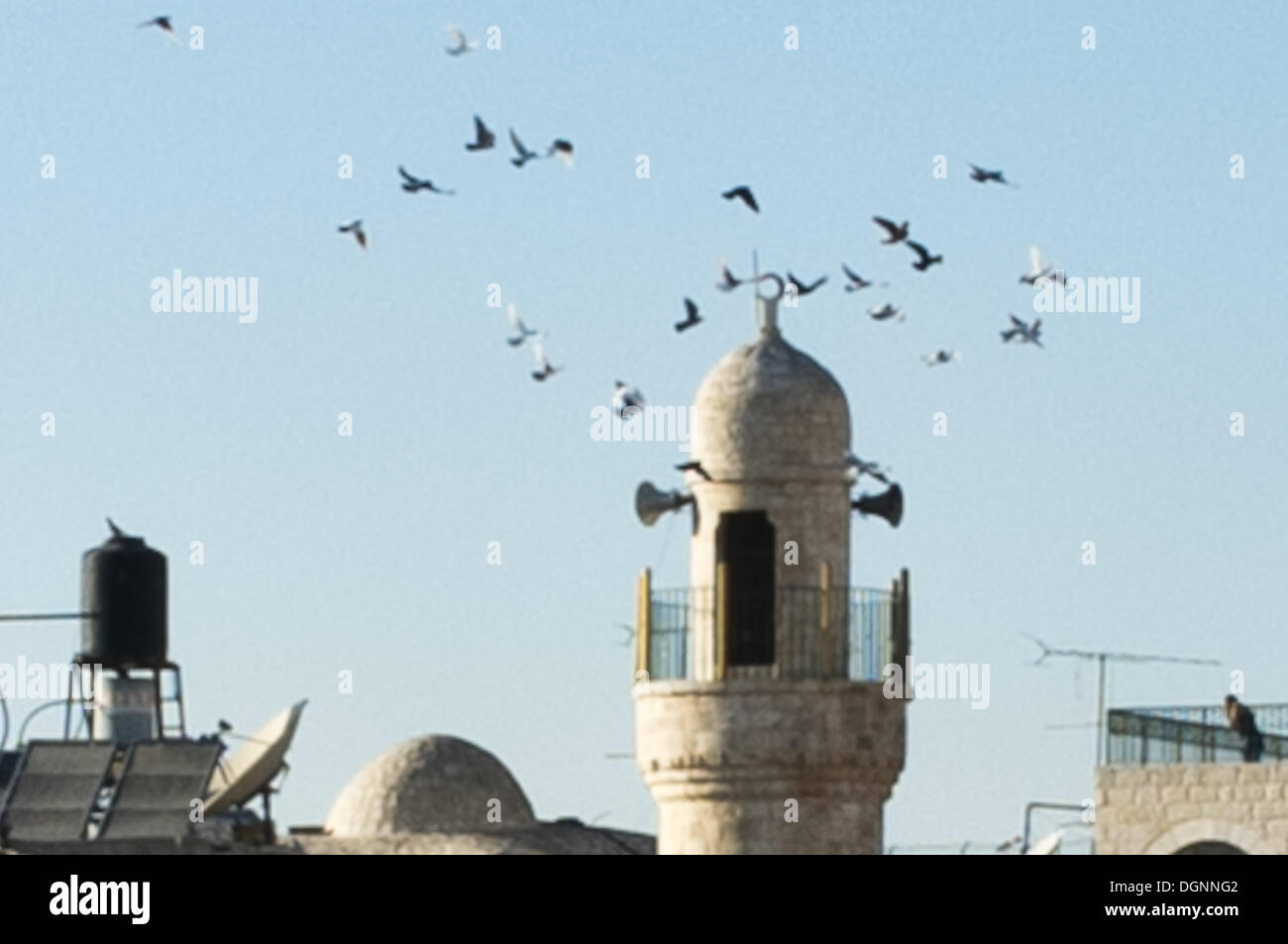 Jeruslaem, Israël. 23 Oct, 2013. Tourterelles domestiquées passez au-dessus du quartier musulman de Jérusalem et les maisons des minarets comme derniers rayons de soleil sur la vieille ville de Jérusalem. Jérusalem, Israël. Credit : Alon Nir/Alamy Live News Banque D'Images