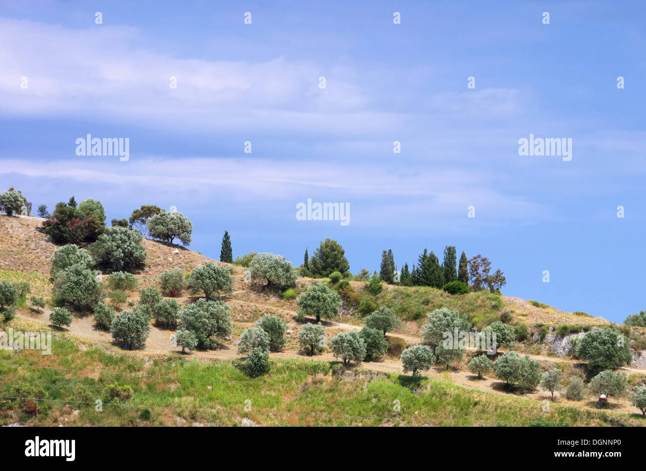 En Calabrie Olivenhain - olive grove en Calabre 03 Banque D'Images