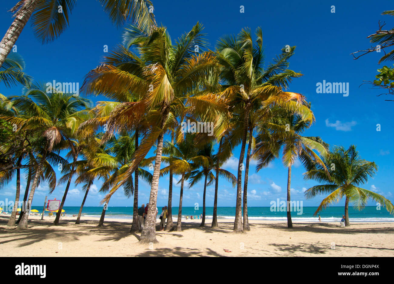 Plage avec des palmiers, Isla Verde, San Juan, Puerto Rico, des Caraïbes Banque D'Images