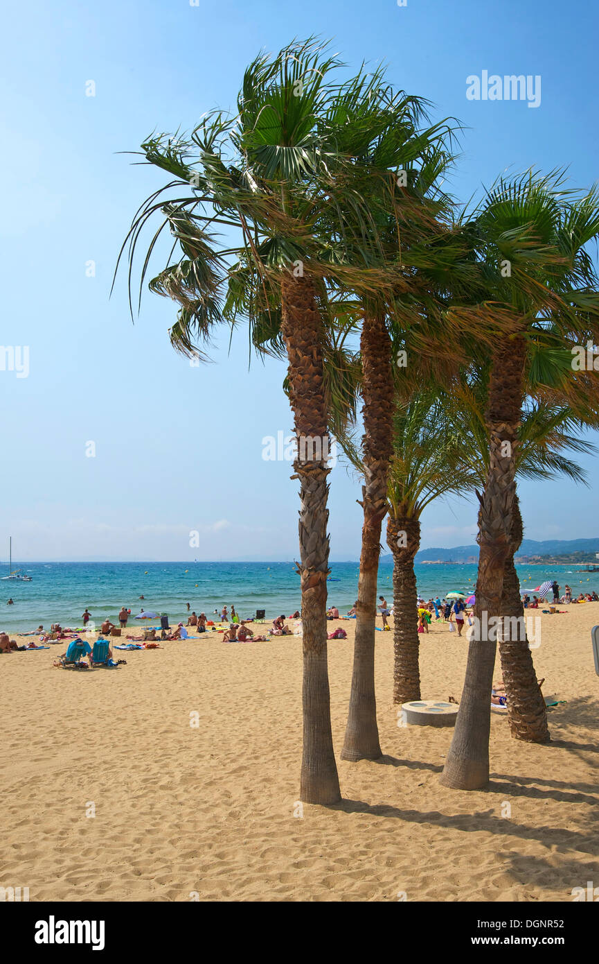 Palmiers sur la plage Saint Clair, Le Lavandou, Département Var, Région Provence-Alpes-Côte d'Azur, France Banque D'Images