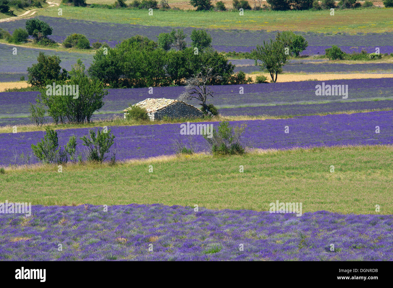 Borie ou sèche-cabane de pierres dans un champ de lavande, Sault, Provence, région Provence-Alpes-Côte d'Azur, France Banque D'Images