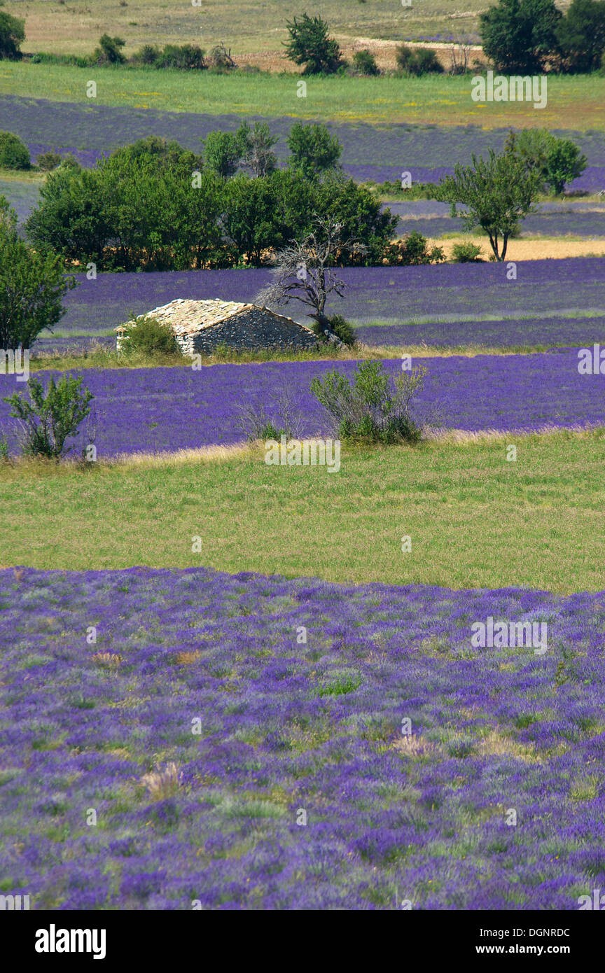 Borie ou sèche-cabane de pierres dans un champ de lavande, Sault, Provence, région Provence-Alpes-Côte d'Azur, France Banque D'Images