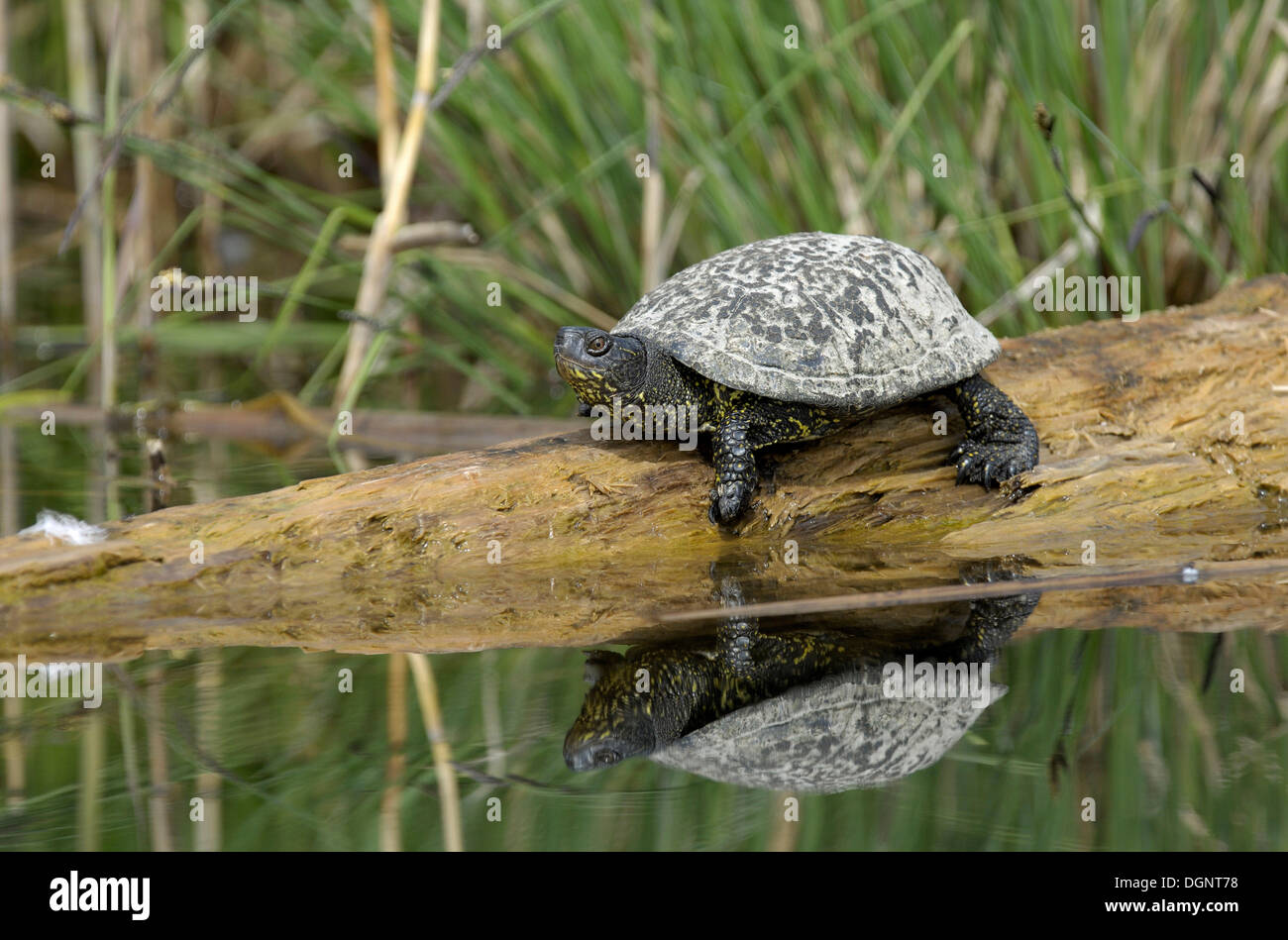 Étang d'Europe, tortue tortue de l'étang ou européen (tortue Emys orbicularis) Banque D'Images