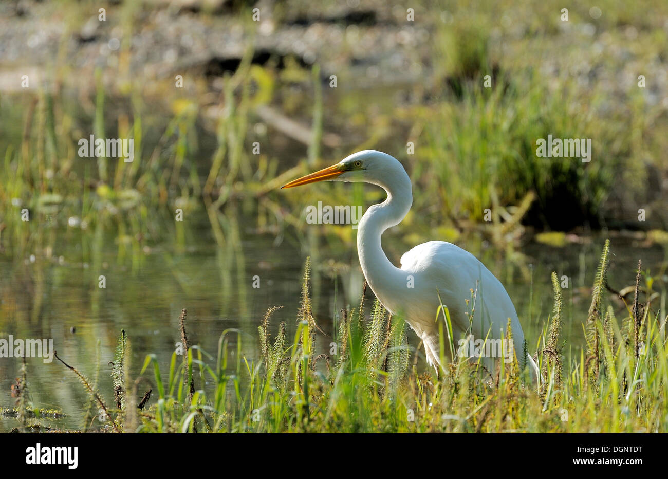 Grande Aigrette (Casmerodius albus), les zones humides du Danube, Donau Auen National Park, Basse Autriche, Autriche, Europe Banque D'Images