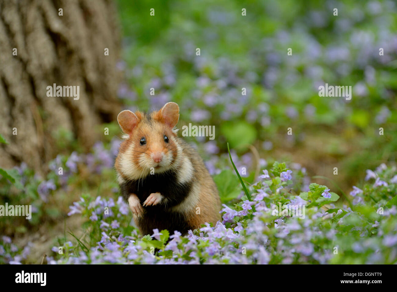 Black-bellied Hamster ou Hamster commun (Cricetus cricetus), Vienne, Vienne, Autriche l'État Banque D'Images