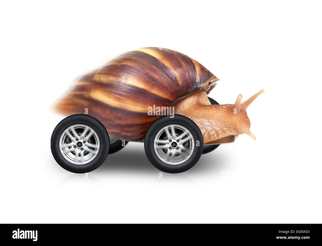 Big brown snail est un gage de vitesse sur roues isolé sur fond blanc Photo  Stock - Alamy