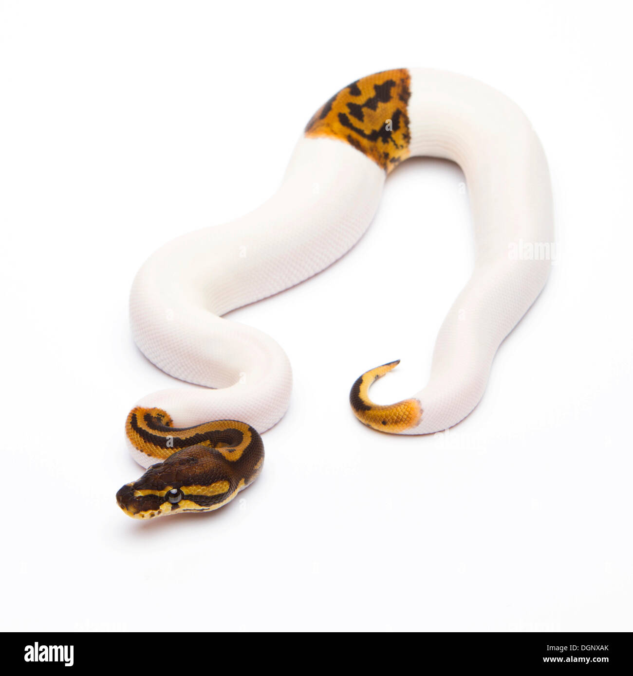 Python royal (Python regius), Leopard Piebald, homme, éleveur de reptiles Willi Obermayer, Autriche Banque D'Images