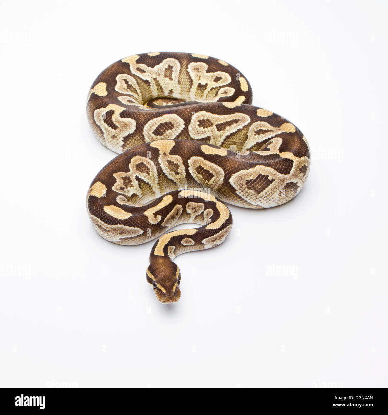 Python royal (Python regius), Mojave rasoir, femme, Markus Theimer reptile reproduction, Autriche Banque D'Images