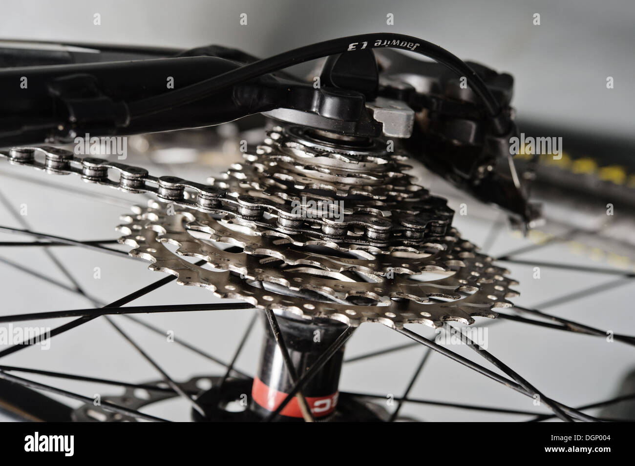 Red racer. Location permanent relatif à l'air brumeux et vert, prés de l'automne. Banque D'Images