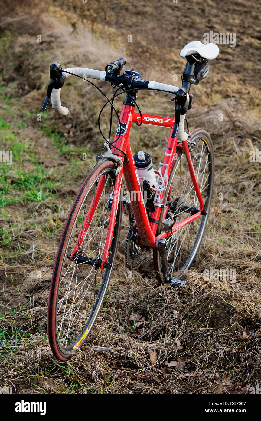 Red racer. Location permanent relatif à l'air brumeux et vert, prés de l'automne. Banque D'Images