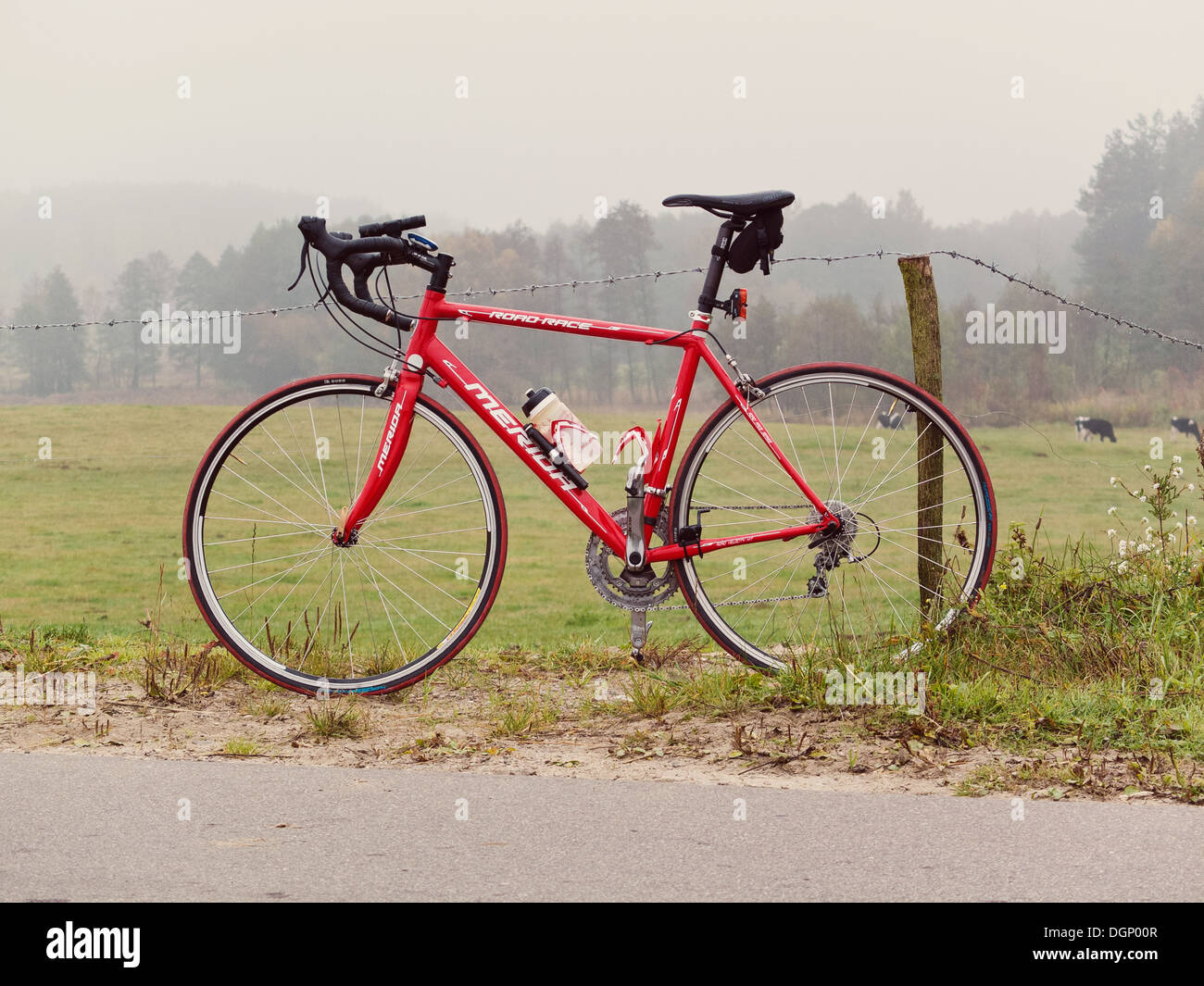 Red racer. Location permanent relatif à l'air brumeux et vert, prés de l'automne. Banque D'Images