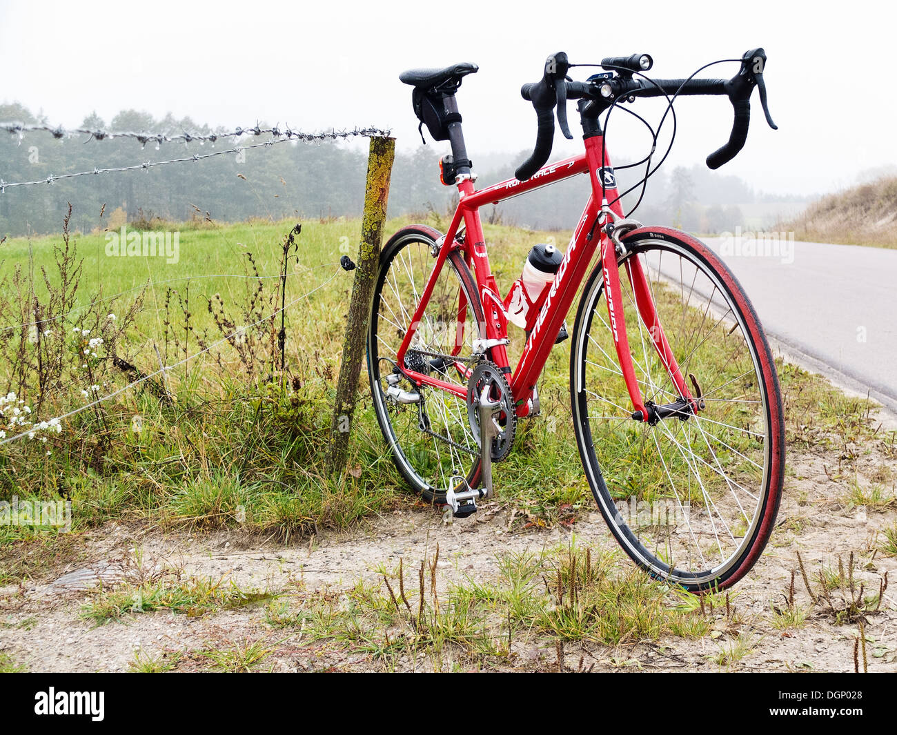 Red racer. Location permanent relatif à l'air brumeux et vert, prés de l'automne. Banque D'Images