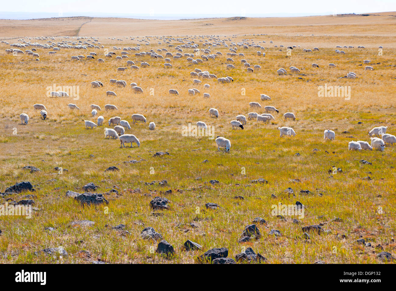 Les moutons sous le soleil dans l'hiver des Prairies Banque D'Images