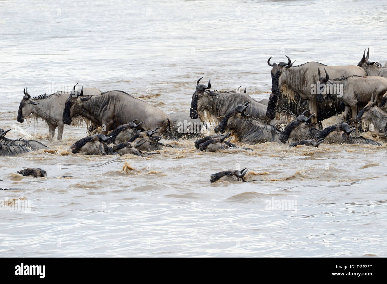 Gnous traversant la rivière Mara. Banque D'Images