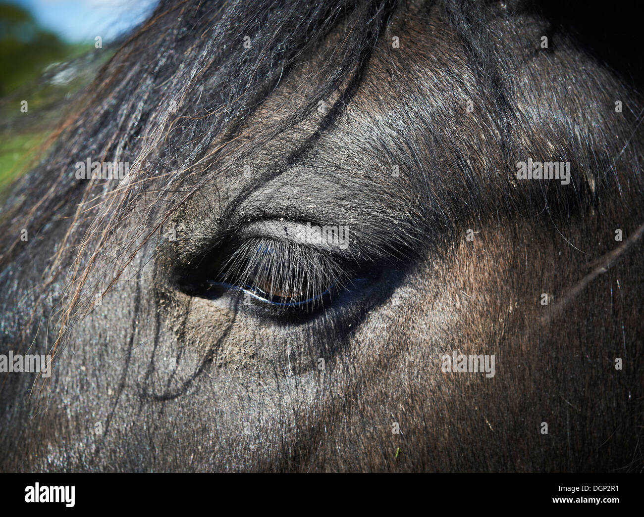 Les chevaux d'un œil. Un oeil poneys Banque D'Images