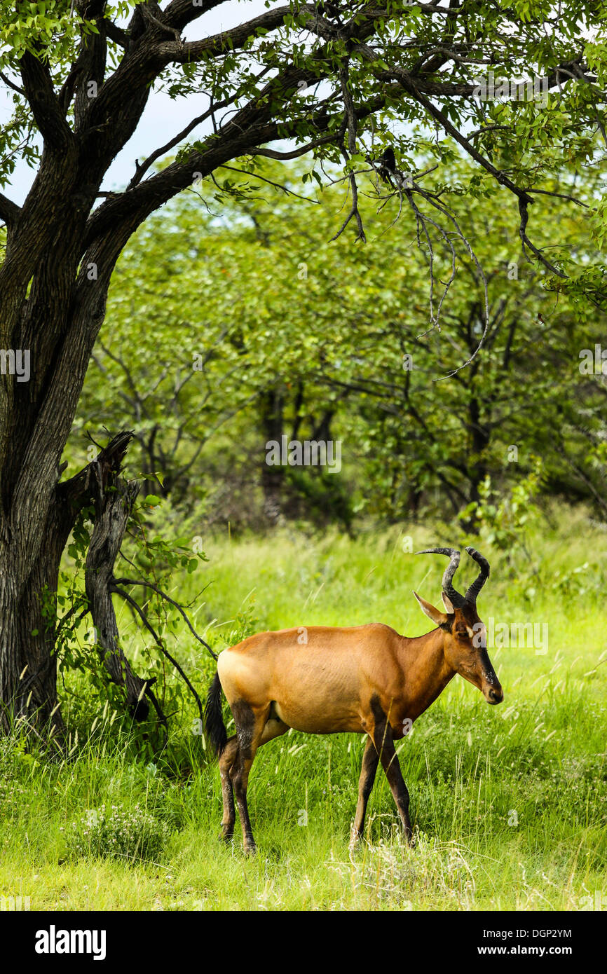 (Alcelaphus buselaphus bubale rouge caama), Etosha National Park, Namibie, Afrique Banque D'Images