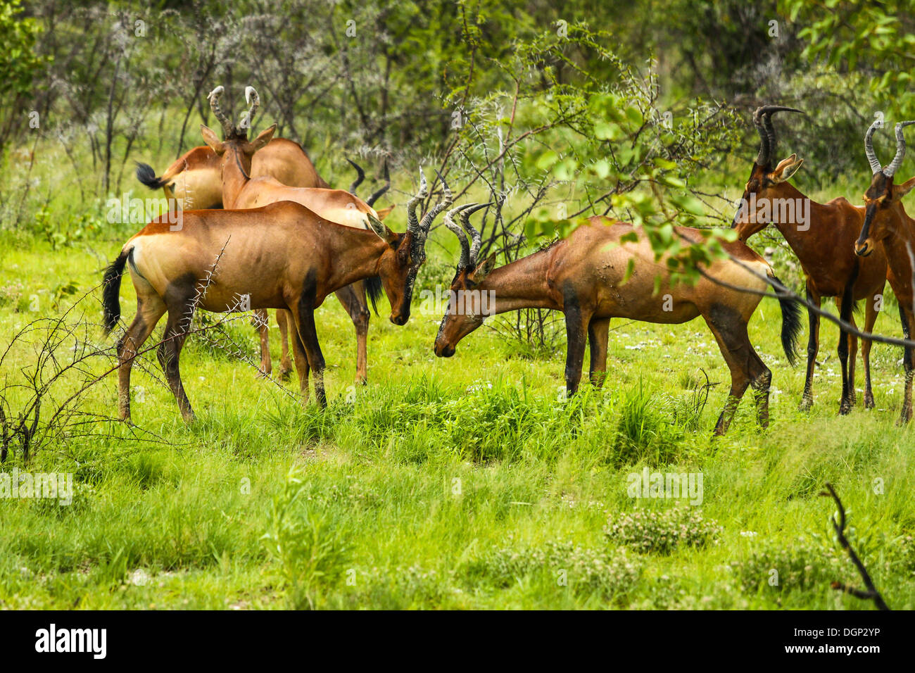 (Alcelaphus buselaphus bubale rouge caama), Etosha National Park, Namibie, Afrique Banque D'Images
