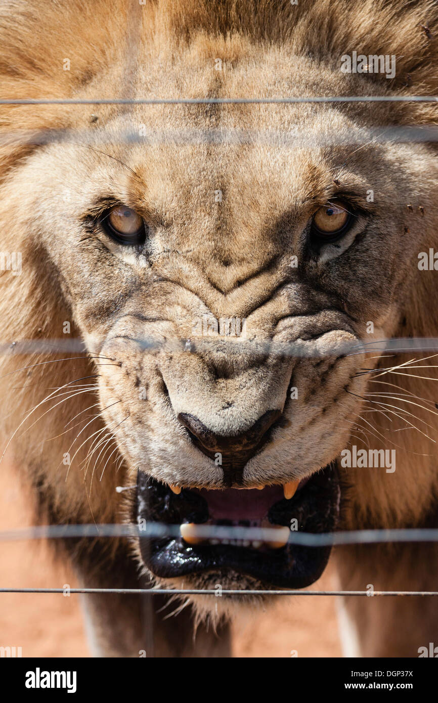 Roaring lion (Panthera leo), homme, captive, Naankuse, Namibie Banque D'Images