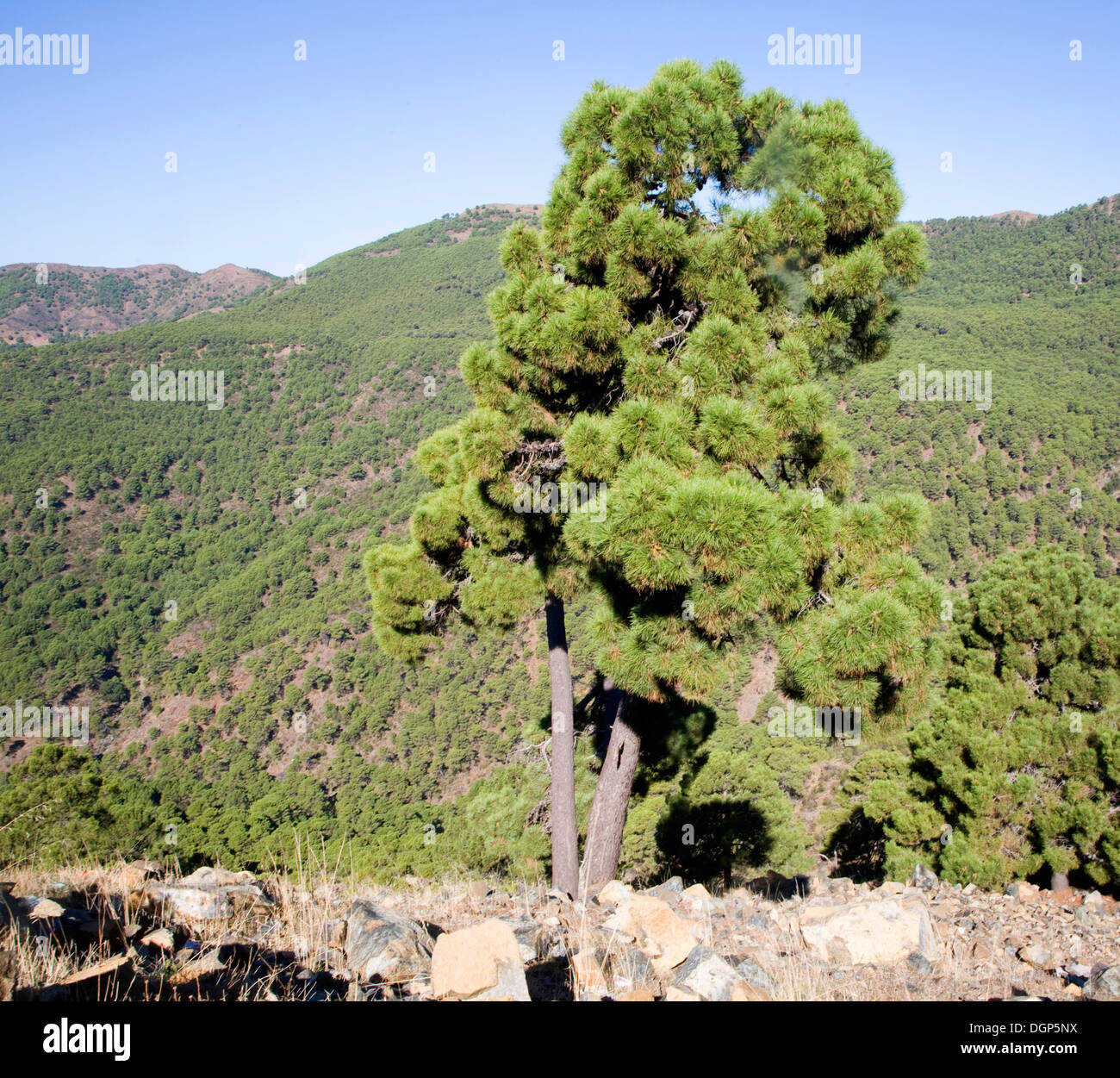 Forêt de pins Sierra Bermeja vu de la route de Ronda de la côte Banque D'Images