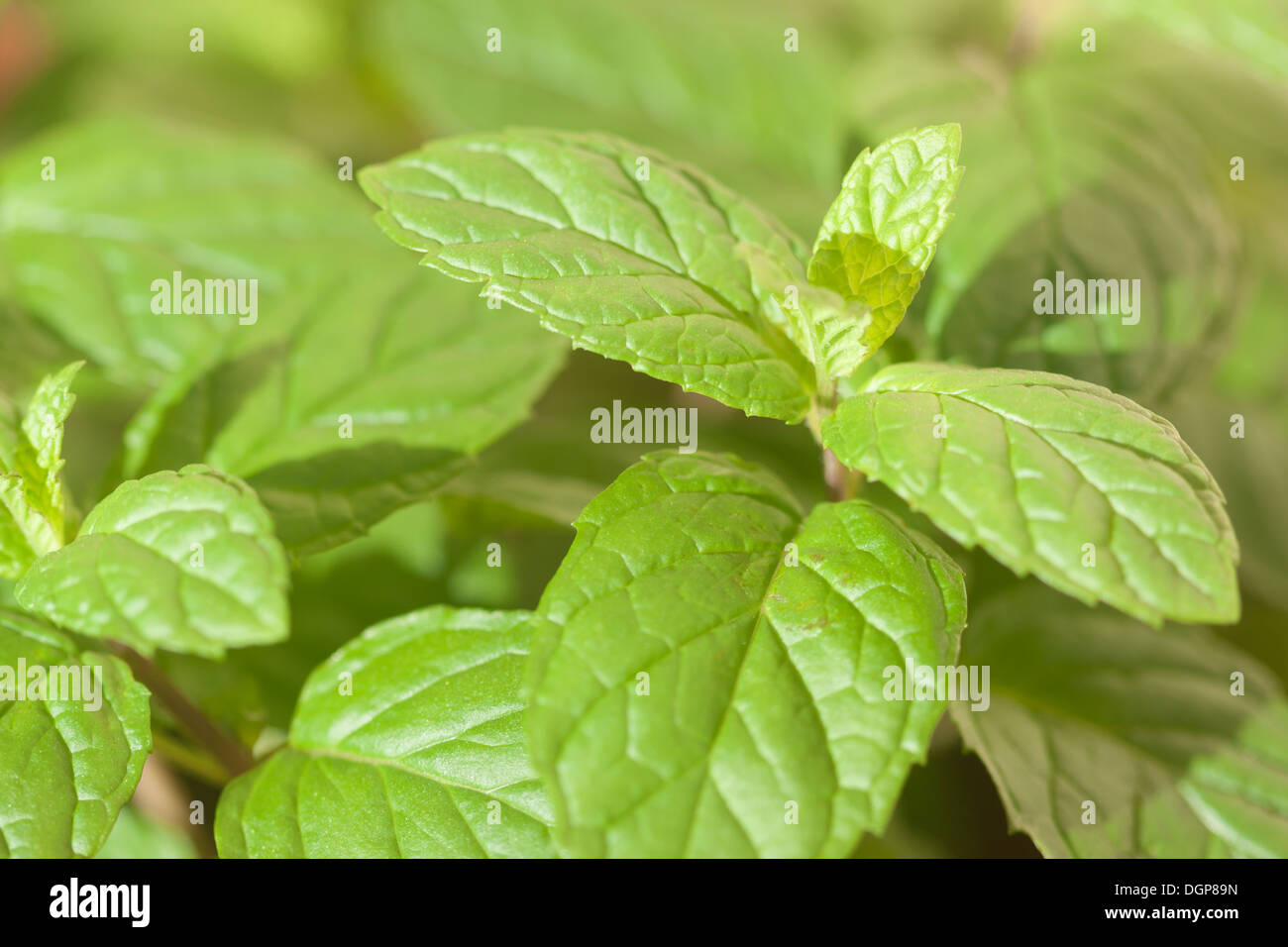 De plus en plus fraîche à la menthe poivre Banque D'Images