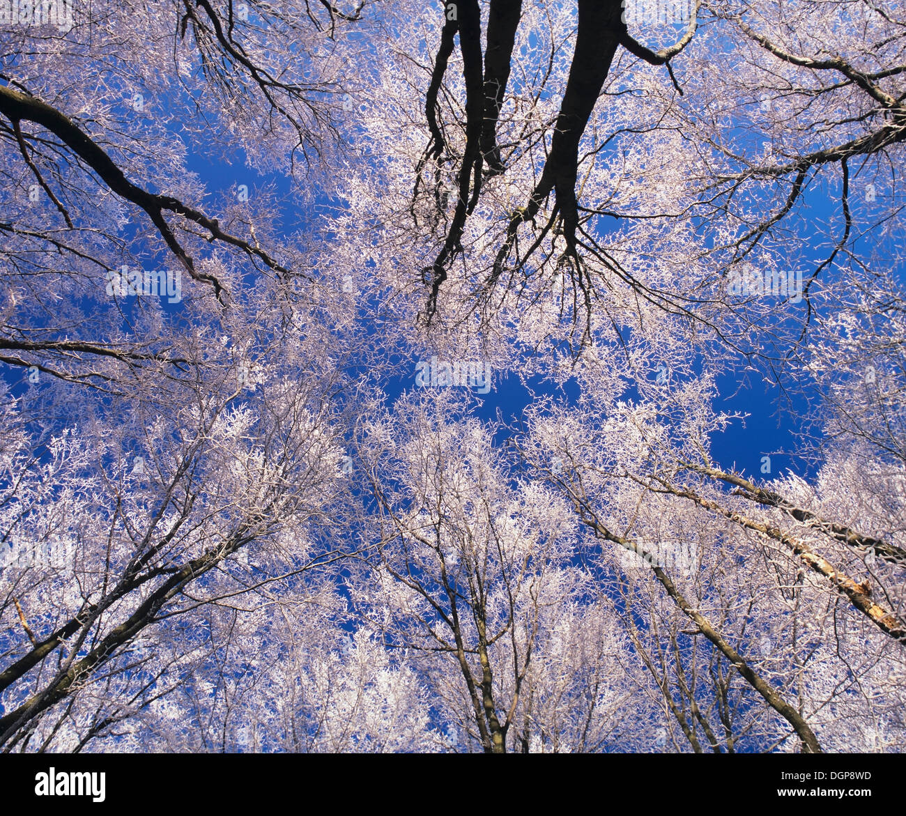 Les arbres avec givre, Kaltes Feld, Jura souabe, Bade-Wurtemberg Banque D'Images