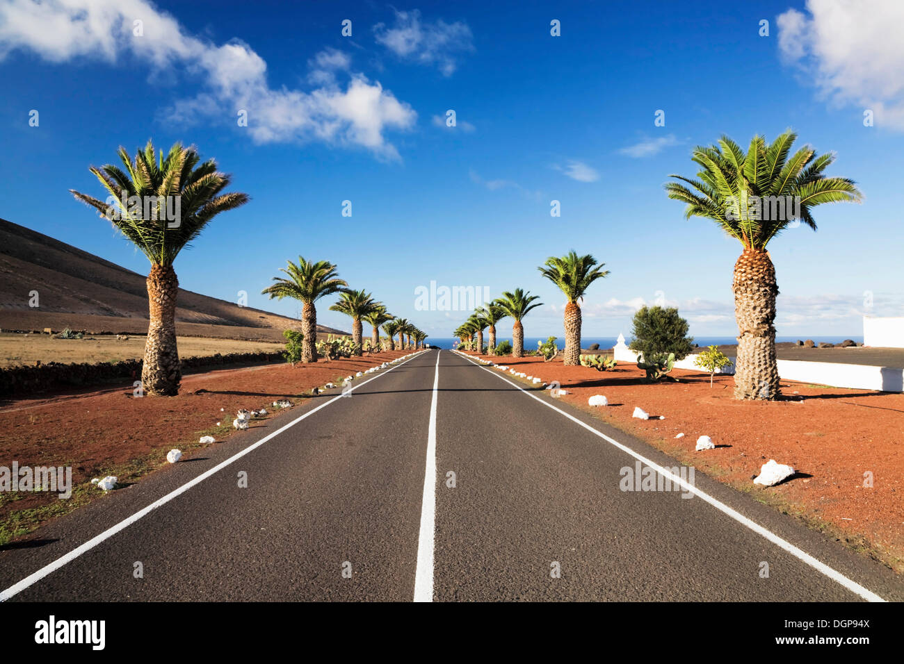 Rue bordée de palmiers près de Uga, Lanzarote, Canary Islands, Spain, Europe Banque D'Images