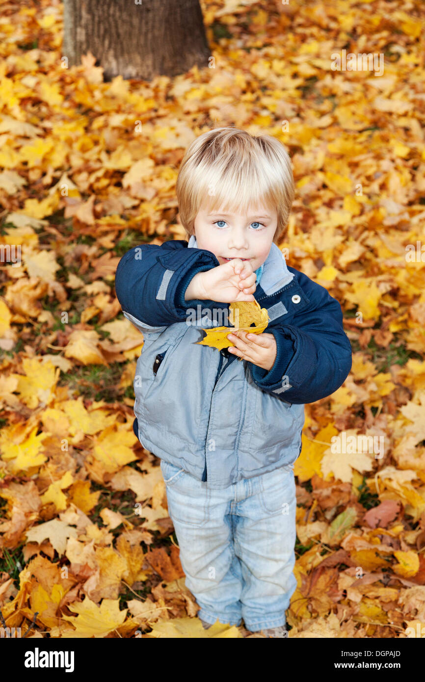 Petit garçon, trois ans, la tenue d'une feuille d'automne Banque D'Images