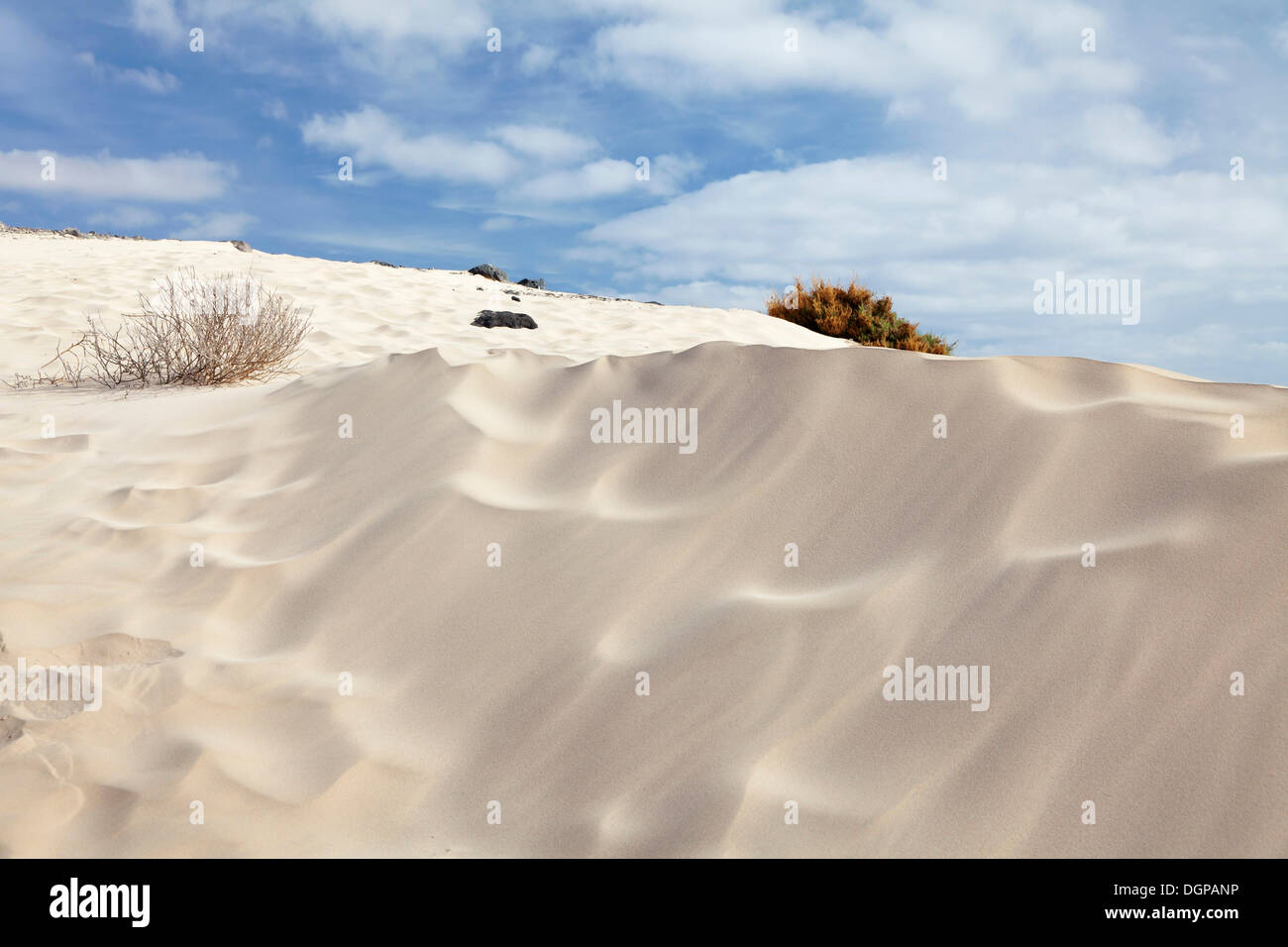 Dunes de sable, paysage de dunes, Risco del Paso, Fuerteventura, Îles Canaries, Espagne Banque D'Images