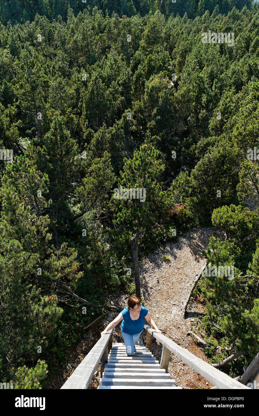 Femme escalade une tour d'observation dans une forêt de pins de montagne, Latschenhochmoor, Tanner Moor près de Liebenau, Muehlviertel région Banque D'Images
