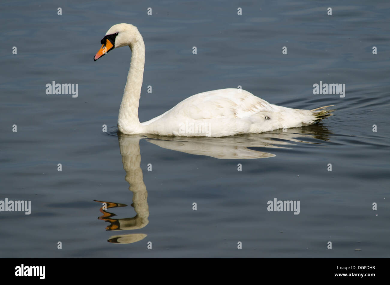 La réflexion de cygnes dans la rivière Banque D'Images