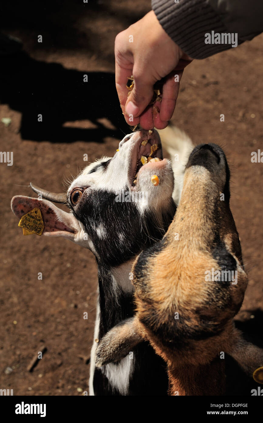 La Chèvre (Capra hircus), bovidés, manger par les mains d'ouman, Italie Banque D'Images