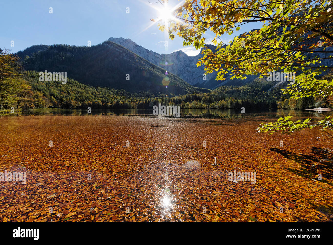 Ferienwohnungen Hillbrand Lac Langbathsee avec feuilles de hêtre, Hoellengebirge montagnes, Ebensee, région du Salzkammergut, Haute Autriche, Autriche Banque D'Images