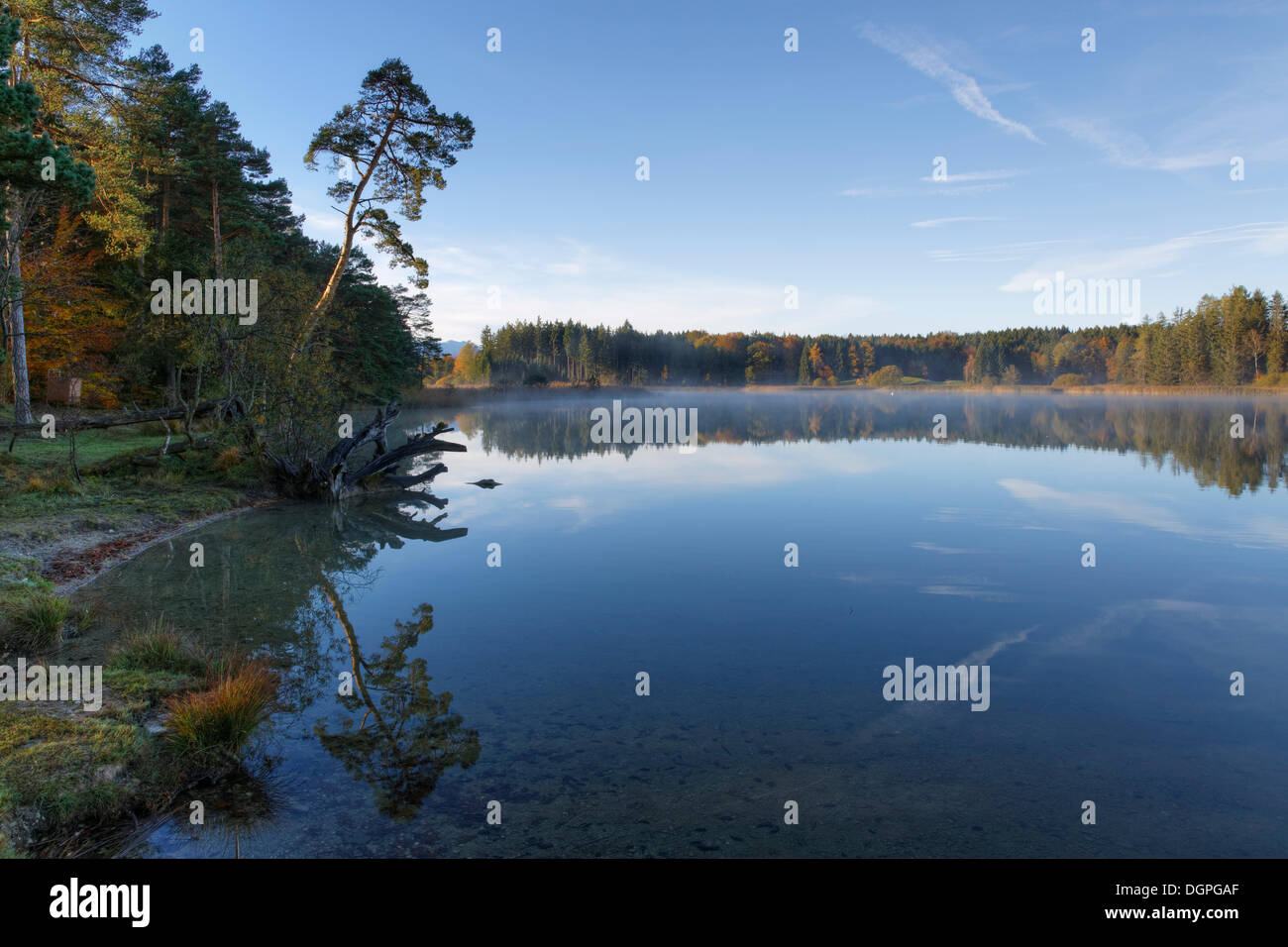 Ostersee Lac Grosser, lacs Osterseen, Iffeldorf, Fuenfseenland région, Haute-Bavière, Bavière Banque D'Images