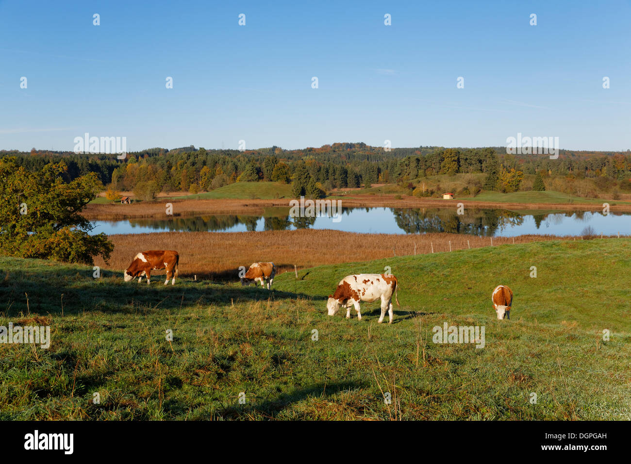 Les vaches dans les pâturages, lacs Osterseen, Iffeldorf, Fuenfseenland région, Haute-Bavière, Bavière Banque D'Images