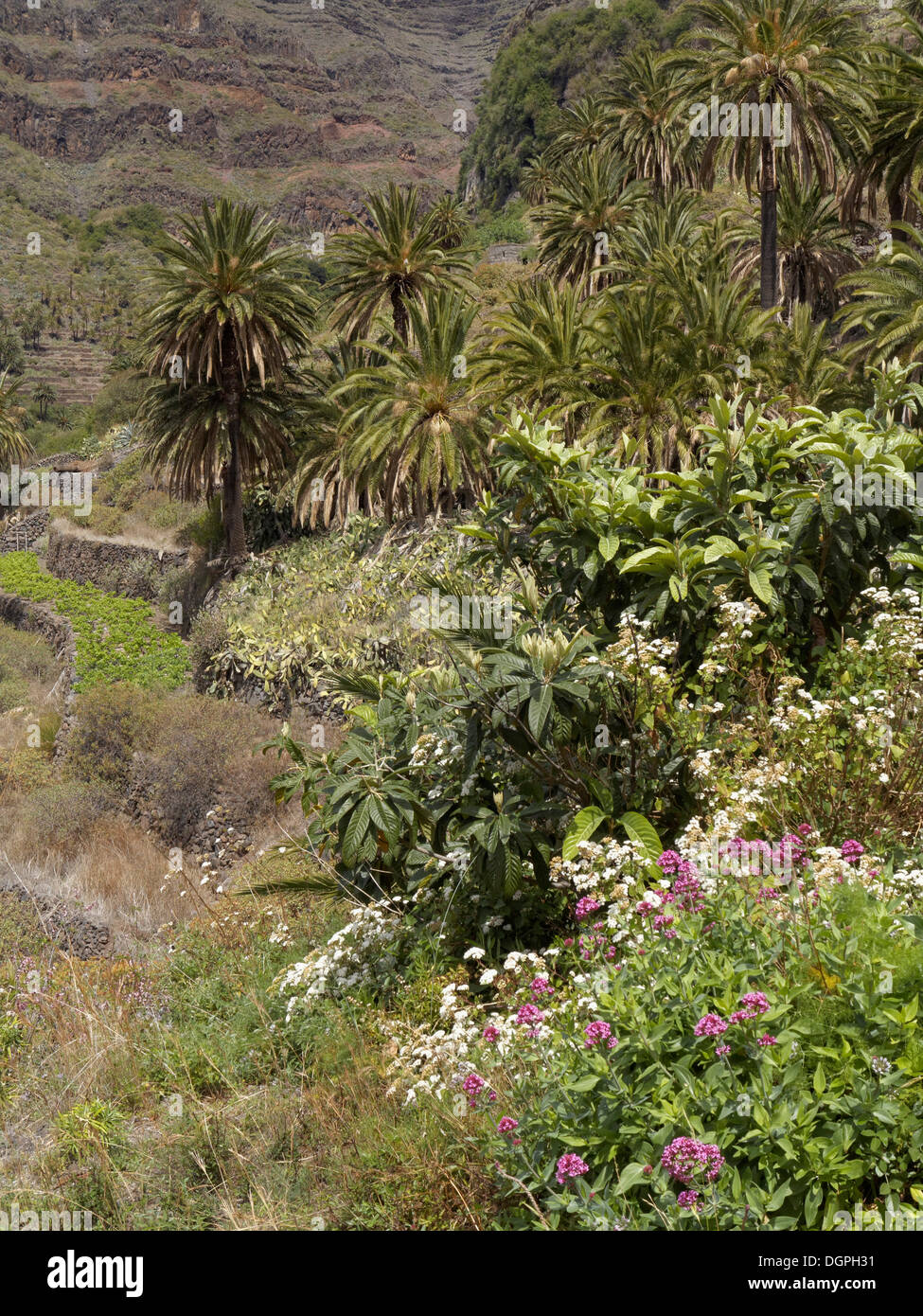 La végétation sur les terrasses dans la vallée de Valle Gran Rey, La Gomera, Valle Gran Rey, îles de Canaries, Espagne Banque D'Images