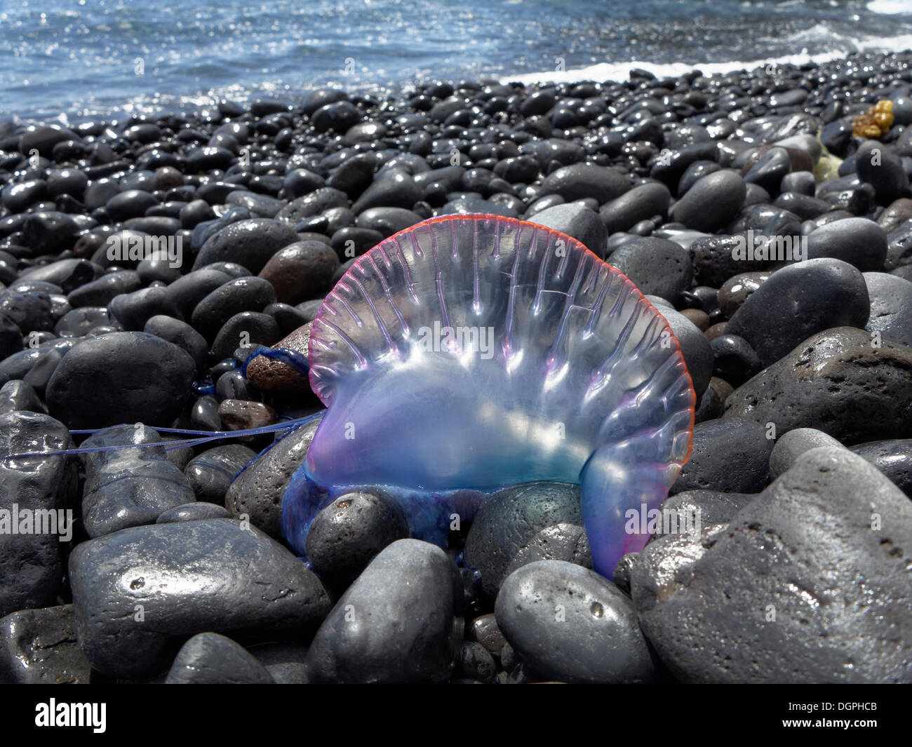 Guerre Man-Of-portugais (Physalia physalis) allongé sur la plage, Playa de Iguala, La Gomera, Canary Islands, Spain, Europe Banque D'Images